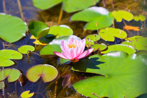 Lily Pond