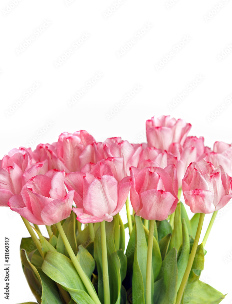 Fototapeta premium tulipany