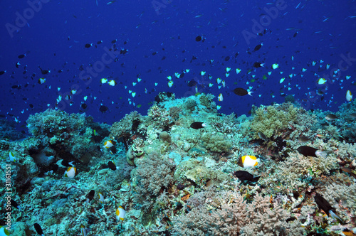 Fototapeta Naklejka Na Ścianę i Meble -  Am Apo-Reef
