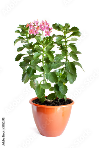 Green home plant with pink flowers in flower pot