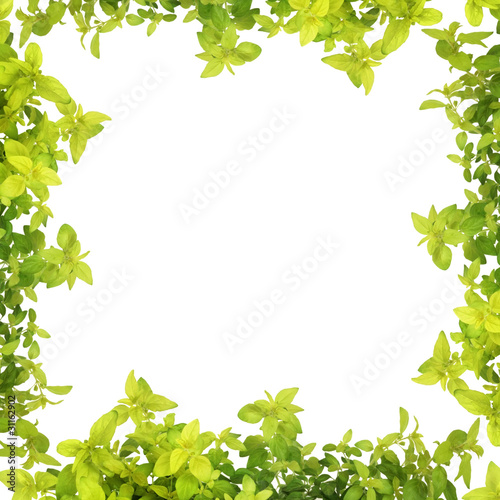 Herb Leaf Abstract Border