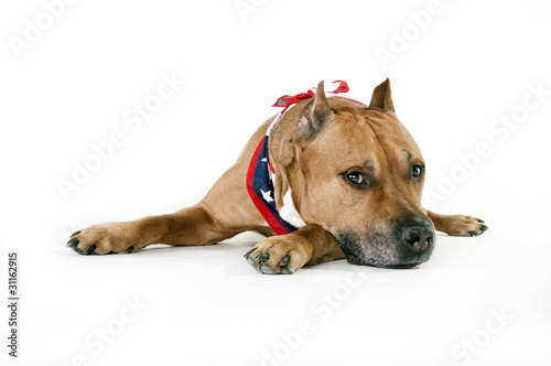 American Staffordshire Terrier