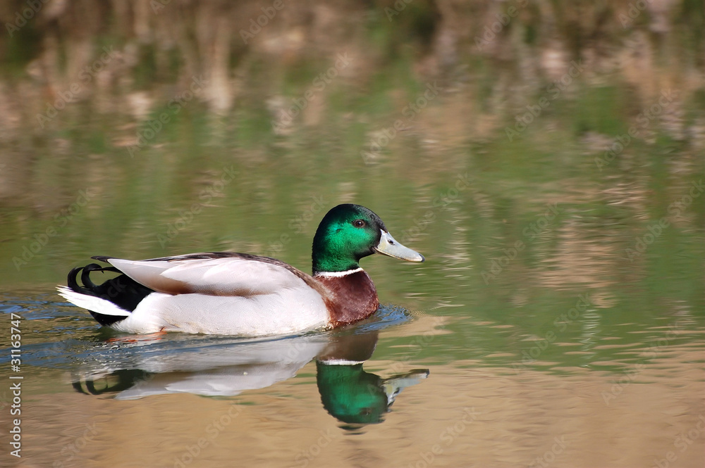 Obraz premium canard sur étang