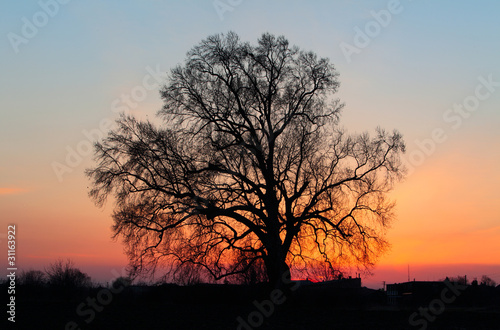 Beautiful landscape image with trees silhouette at sunset.