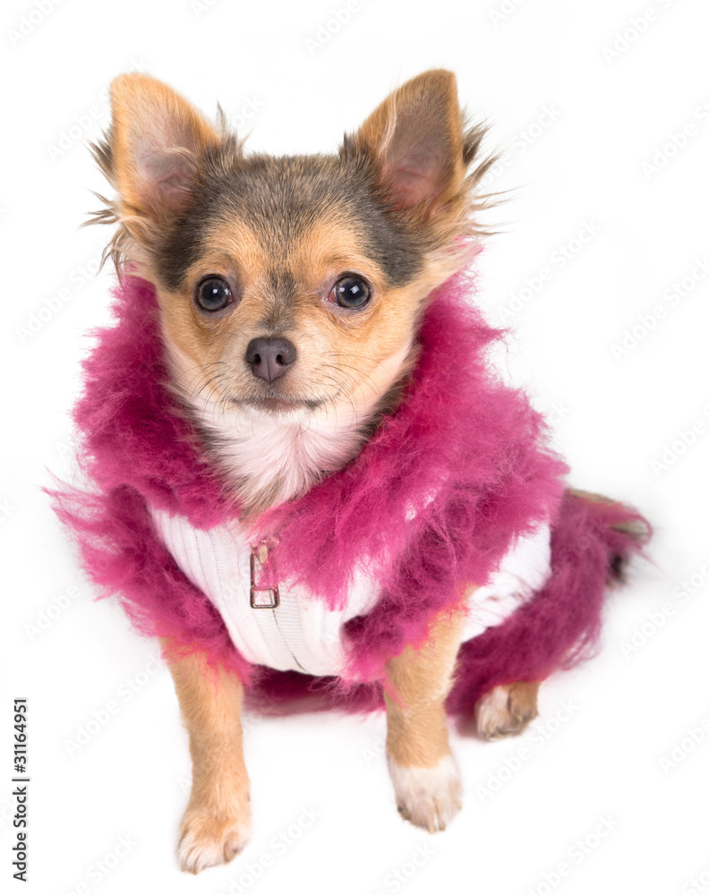 Chihuahua dressed with white coat with pink fur looking up