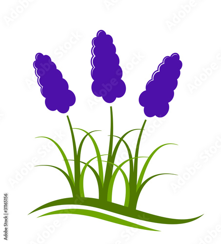 grape hyacinth