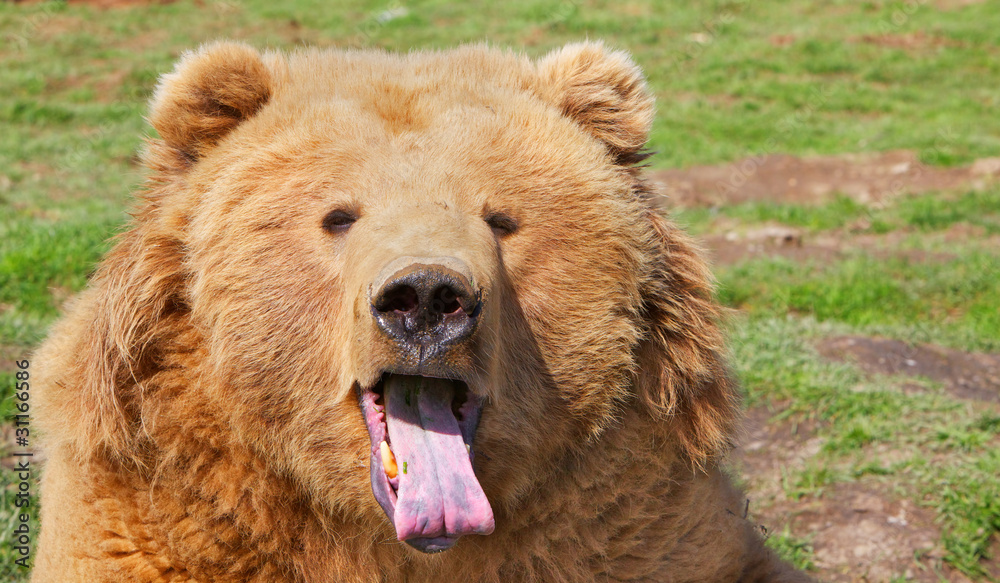 Fototapeta premium Brown Bear Tongue