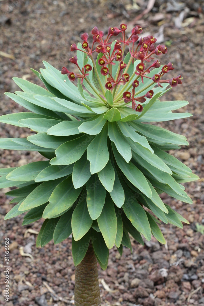 Wolfsmilchgewaechs euphorbia atropurea Wolfsmilchgewaechs euphorbia atropurea