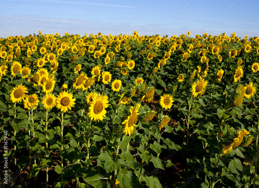 Obraz premium Campo di girasoli