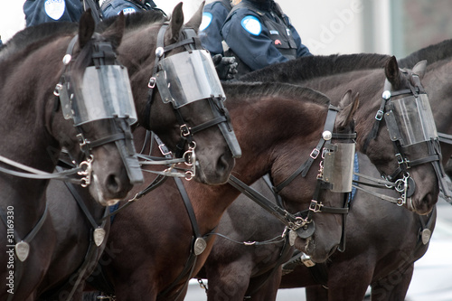 Police horses with visors