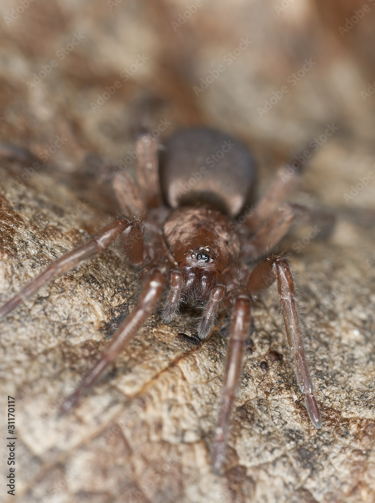 Stealthy ground spider (Gnaphosidae) sitting on leaf Stealthy ground spider (Gnaphosidae) sitting on leaf