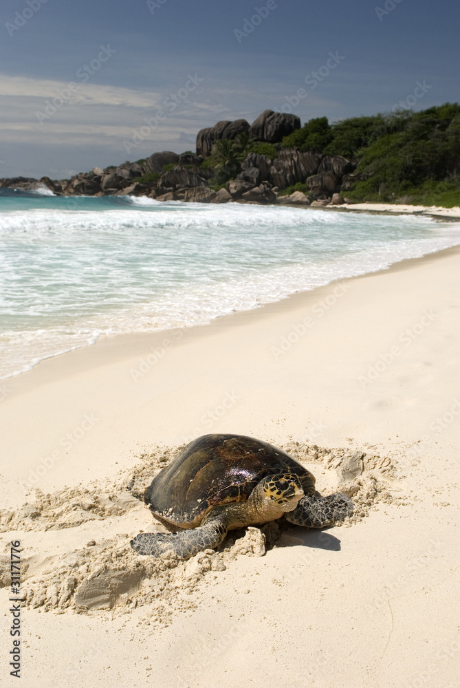 Fototapeta premium Hawksbill turtle, Seychelles