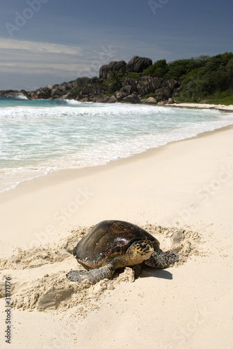 Hawksbill turtle, Seychelles #31171776