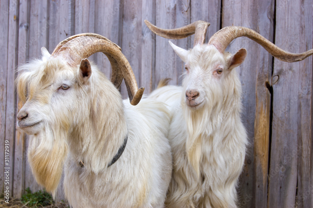 Two goats