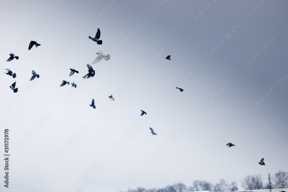 Obraz premium Birds fly