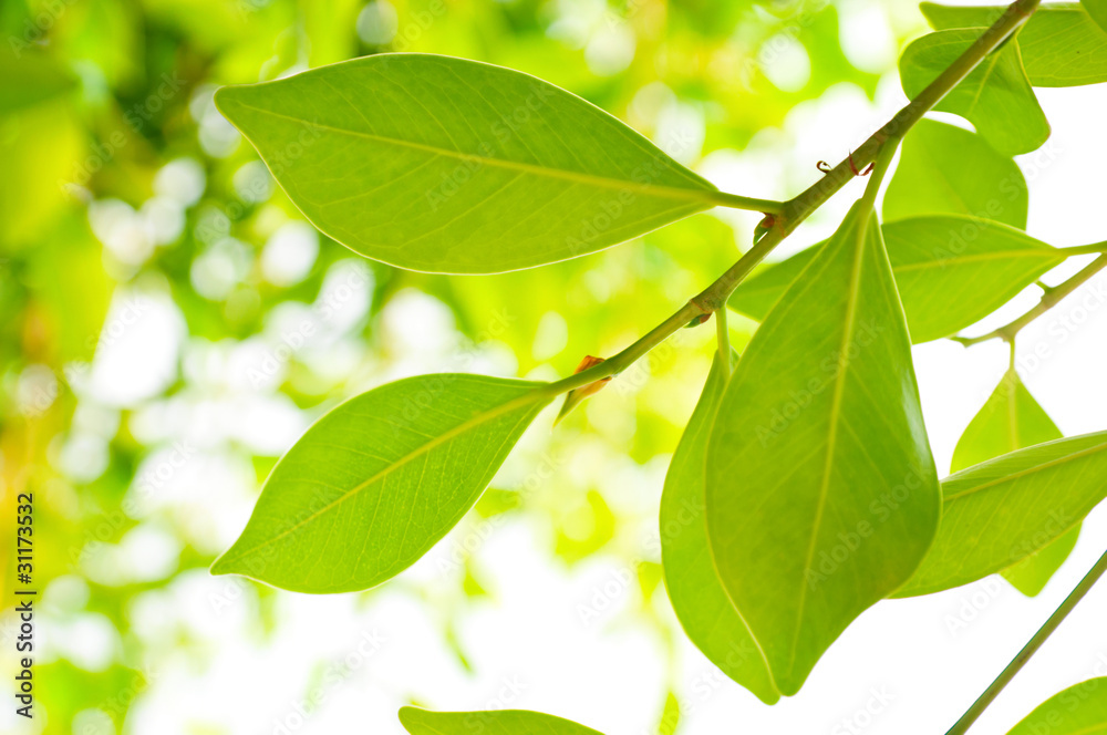foliage foliage