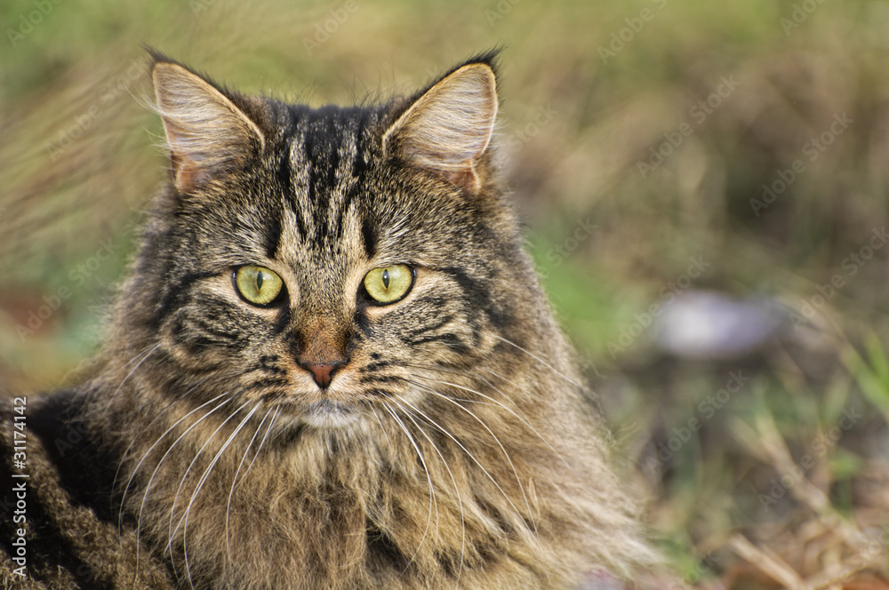 Aware Tabby Cat  in gass - head and shoulders portarit