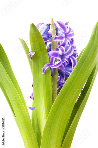 Hyacinth