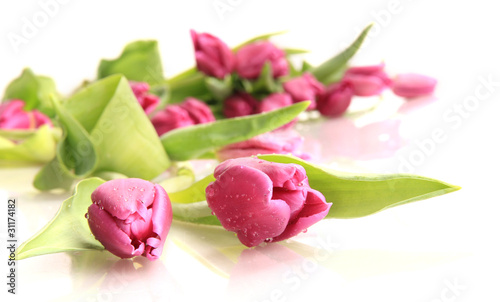 Fresh purple tulips on white background