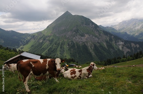 vaches en Savoie