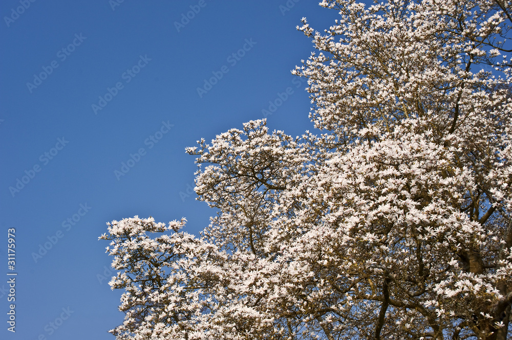 Beautiful fresh Spring blossom on vibrant blue sky Beautiful fresh Spring blossom on vibrant blue sky