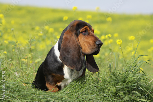 beautiful basset hound on the field