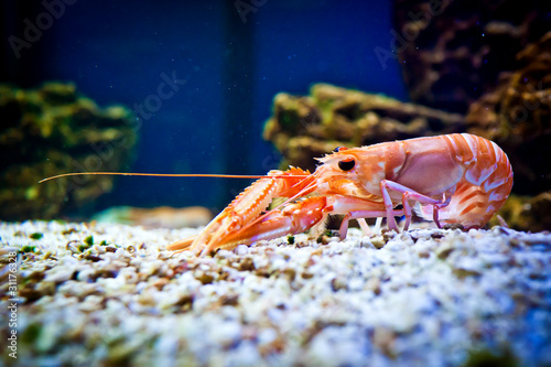 Shrimp in aquarium