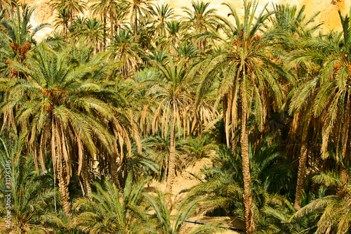 palm trees in oasis