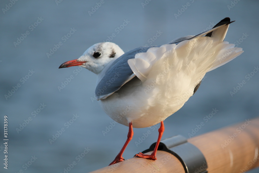 Obraz premium ユリカモメ