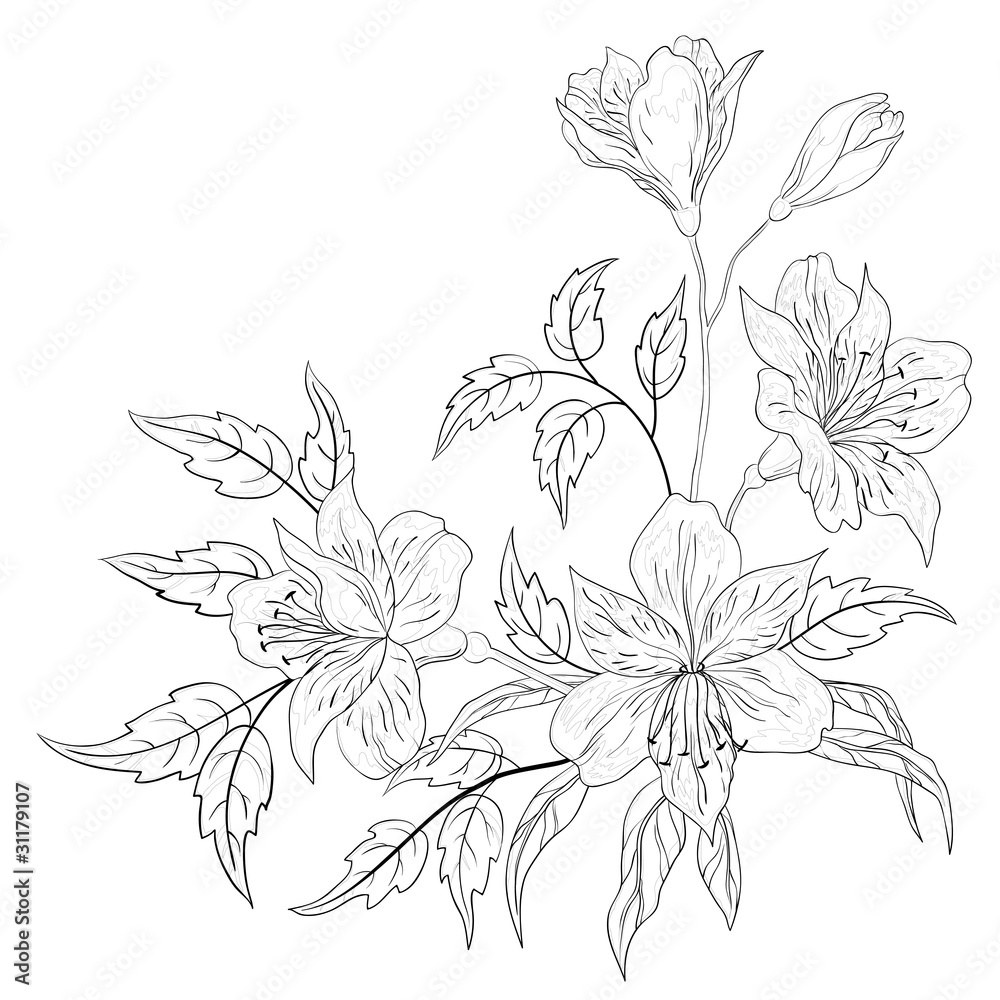 Flower alstroemeria, contour Flower alstroemeria, contour