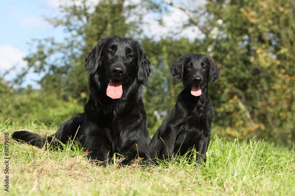 flat coated retriever et son chiot