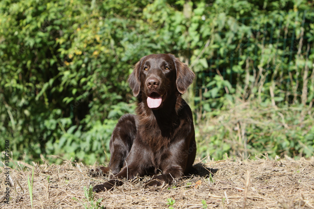 flat coated retriever élancé flat coated retriever élancé