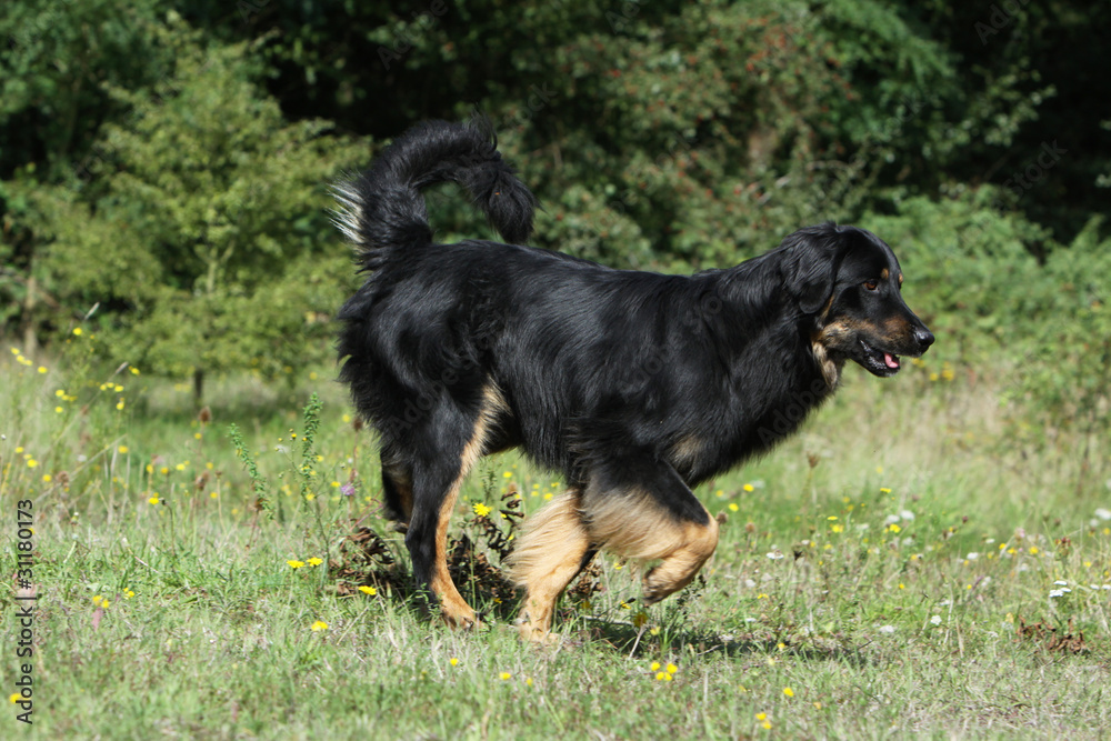 hovawart en course de profil hovawart en course de profil