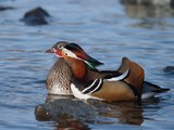 Mandarin ducks - pair