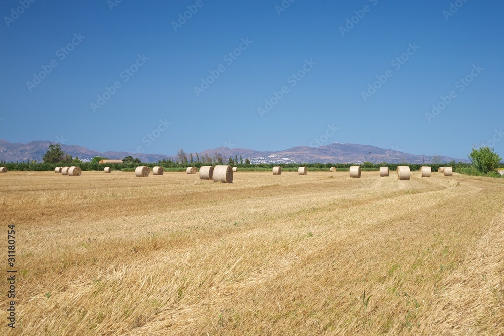 Fototapeta premium hay cylinder field