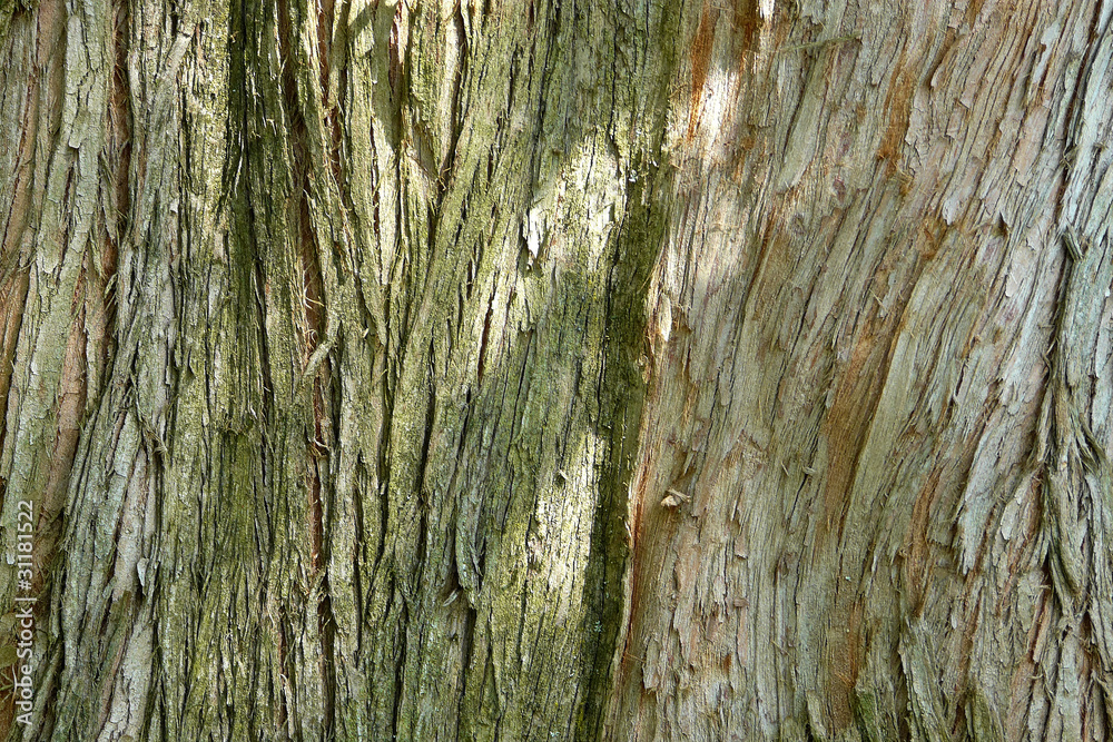 Obraz premium Rinde des Urweltmammutbaums
