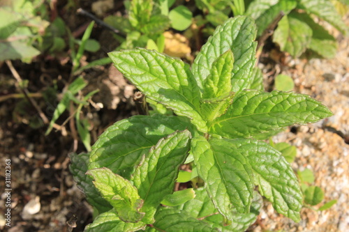Wallpaper Mural Hierbabuena Torontodigital.ca