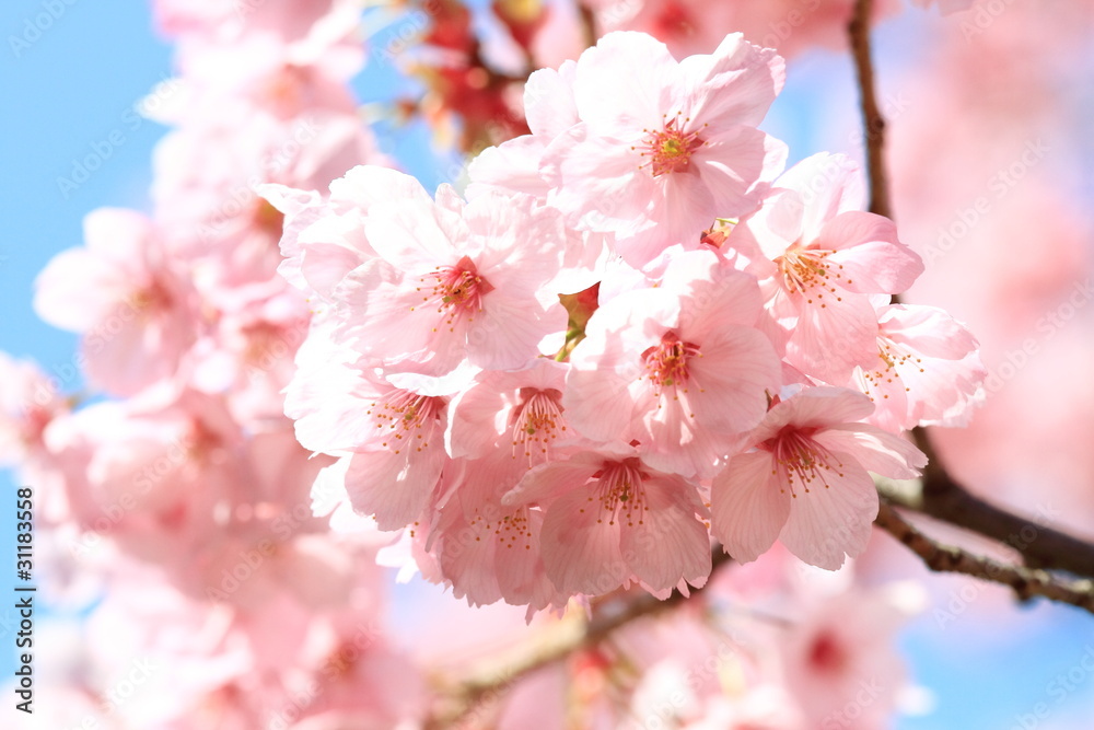 陽光桜 (東京・上野公園)