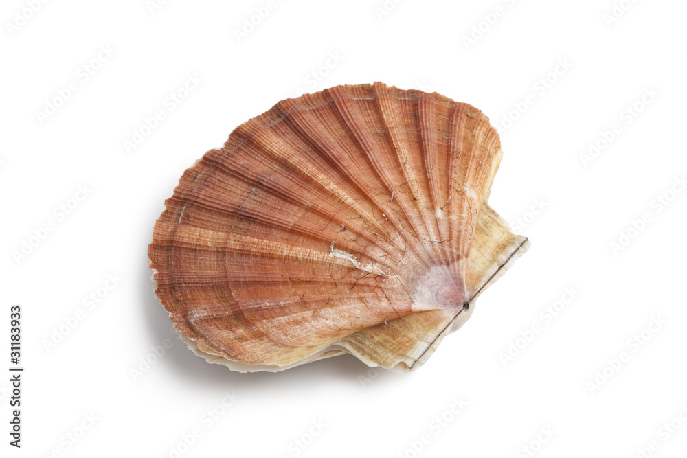 Fresh closed scallop