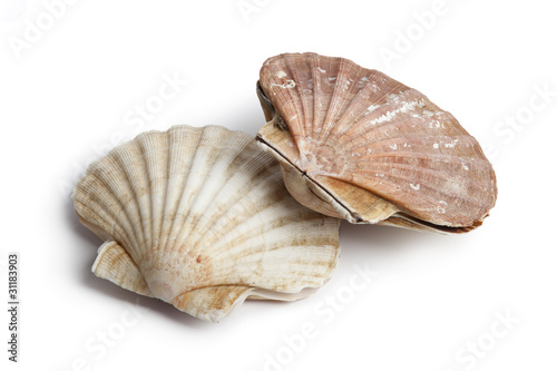 Foto Fresh closed scallops
