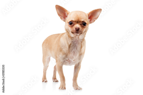 Chihuahua dog © Igor Borodin