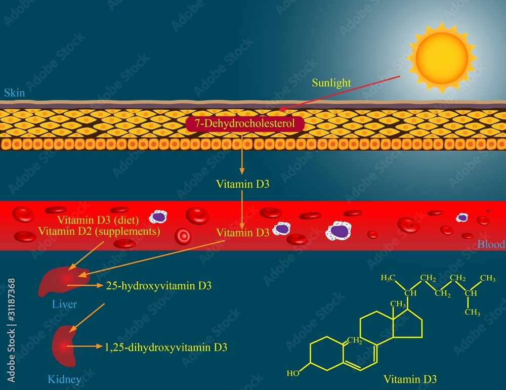 Naklejka premium Vitamin D metabolism