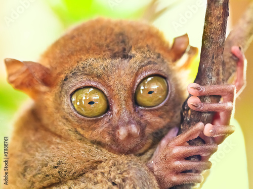 Phillipine tarsier photo