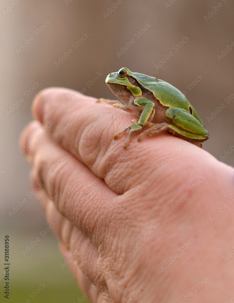 safe frogs safe frogs