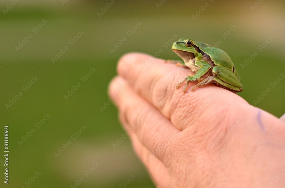 Obraz premium potection nature