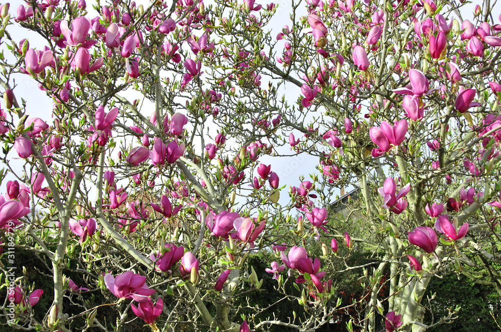 Magnolia Magnolia