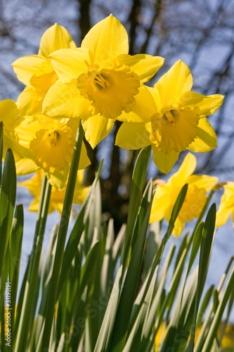 Fototapeta Naklejka Na Ścianę i Meble -  Spring Daffodils against a background of branches.