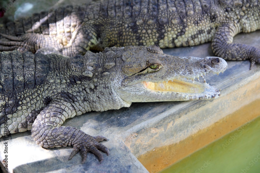 Fototapeta premium Crocodiles having a sun bath in South America