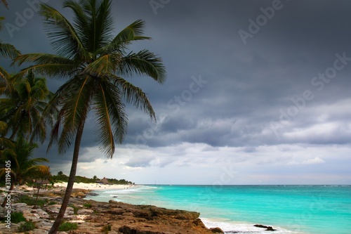 Caribbean stormy day palm trees in Tulum Mexico © lunamarina