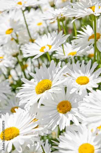 Fototapeta Naklejka Na Ścianę i Meble -  Daisies in garden
